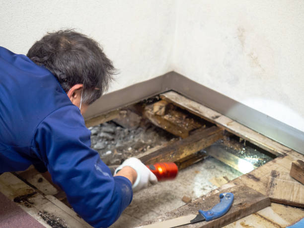 Professional Mold Remediation in Danielson, CT