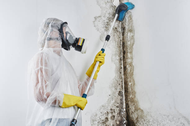 Best Mold Remediation for Schools in Danielson, CT