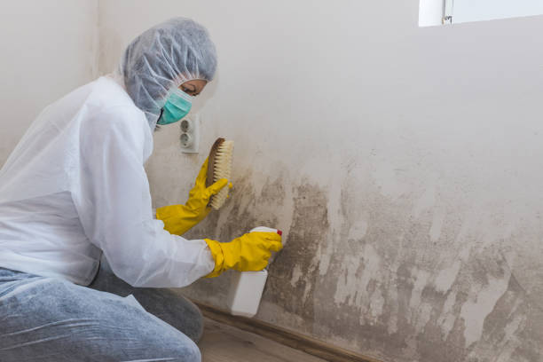 Best Preventive Mold Services in Danielson, CT