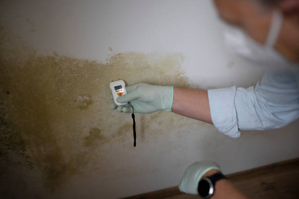 Best Insurance-Related Mold Remediation in Danielson, CT