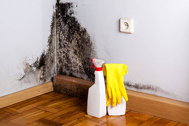 Best Localized Mold Remediation (e.g., coastal areas, humid climates) in Danielson, CT