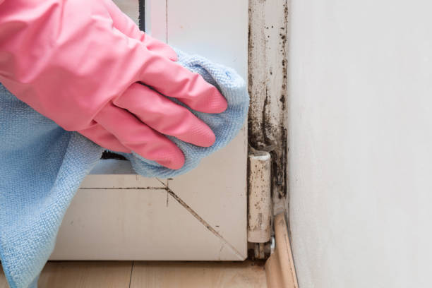 Best Localized Mold Remediation (e.g., coastal areas, humid climates) in Danielson, CT