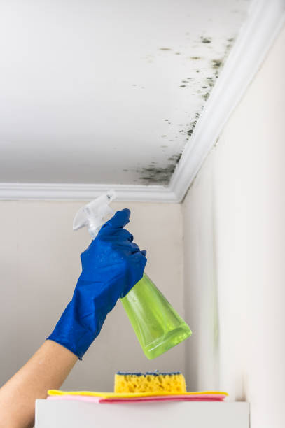 Best Black Mold Remediation in Danielson, CT